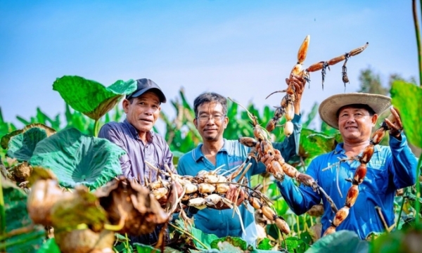 Dong Thap lotus root is exported to Japan for the first time