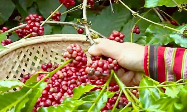 Coffee prices on 05/12/2024: Continuing sharp decline this week
