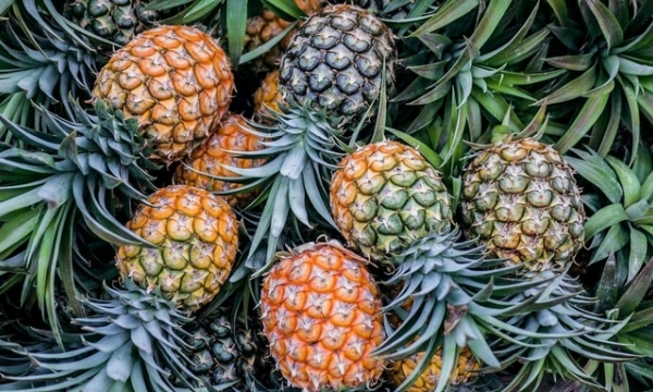 China now accepting pineapples from Sri Lanka, what opportunities does Vietnam have?