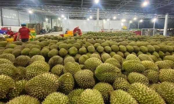 Wait for India to open its doors to Vietnamese durian