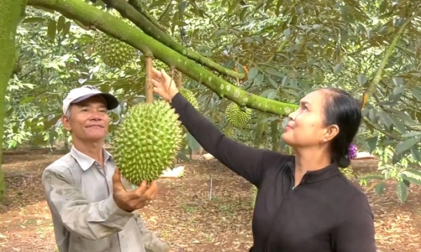 Durian export value can surpass USD 3 billion