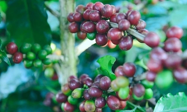 Coffee prices on 05/18/2024: Arabica and Robusta increase sharply