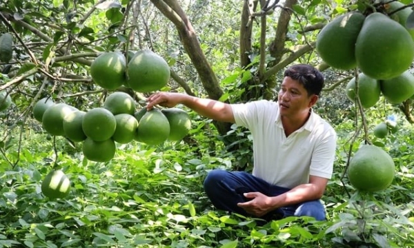 Binh Duong moves quickly on the path of urban agriculture