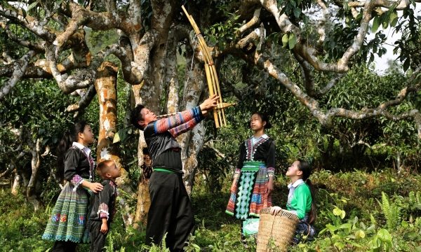 Lễ hội trà Shan tuyết lần đầu tiên được tổ chức tại Yên Bái