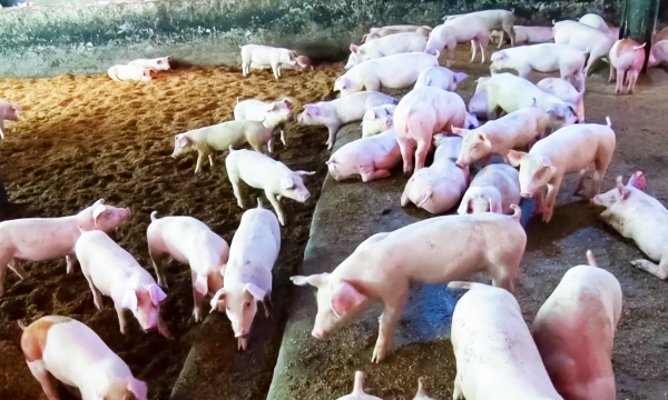 Một số xu hướng trong chăn nuôi lợn của thế giới