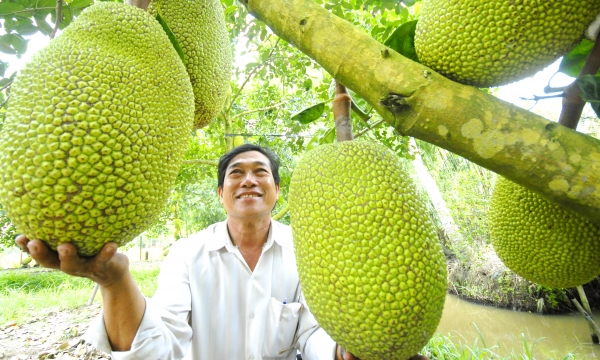Modest processing rate  - Vietnamese fruits’ disadvantage
