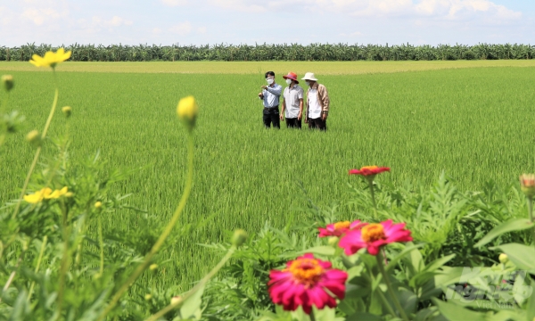 Reducing pesticide costs by half thanks to ‘rice field with flower bank’ model