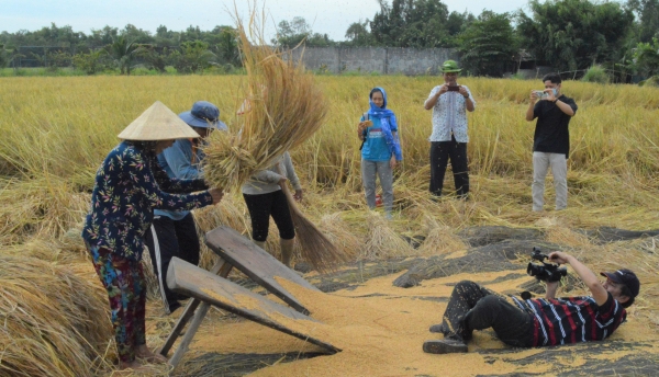 Trang trại lúa mùa Tư Việt tổ chức hội xuống đồng thu hoạch lúa đầu năm