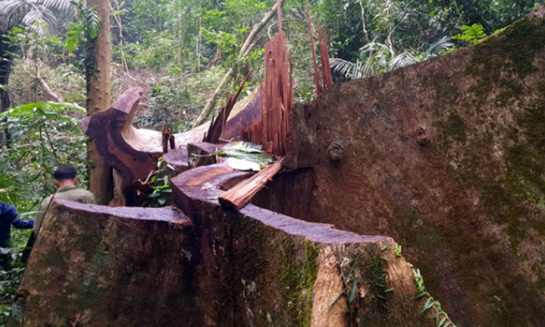 Khởi tố vụ phá rừng tại Khu bảo tồn thiên nhiên Bắc Hướng Hoá