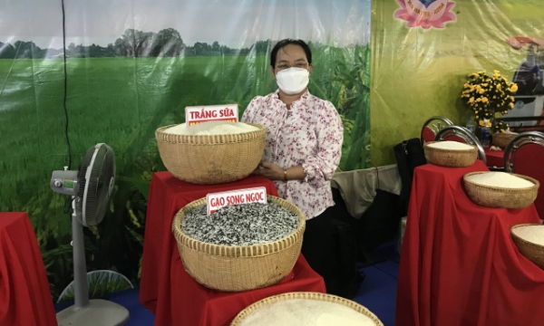 Gạo hai màu ở Vĩnh Long lọt top 3 'Gạo ngon thương hiệu Việt'