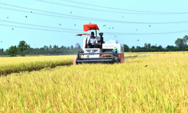 The VnSAT project contributes to changing the rice production in the Mekong Delta
