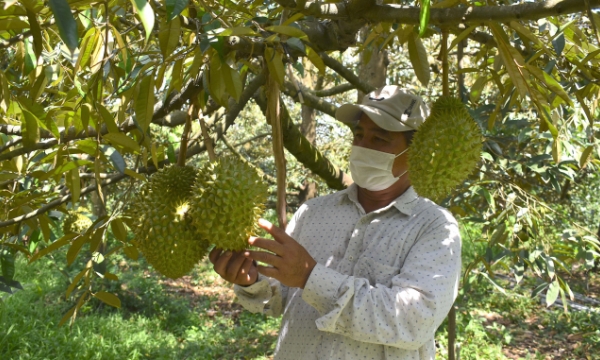 'Durian Kingdom' in the main harvest season