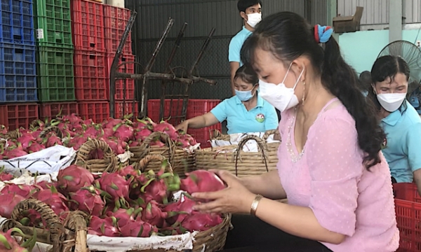 Mekong Delta: Aiming at digitalization in fruit production management