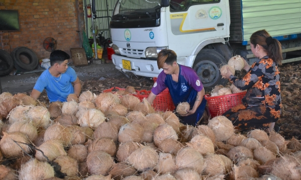 Nông dân trồng dừa hữu cơ bức xúc vì doanh nghiệp mua kiểu đối phó