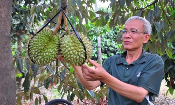 Best durian area in the Central Highlands