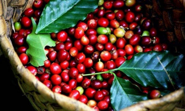 Coffee price today, Nov 3: Slightly down by VND 200/kg