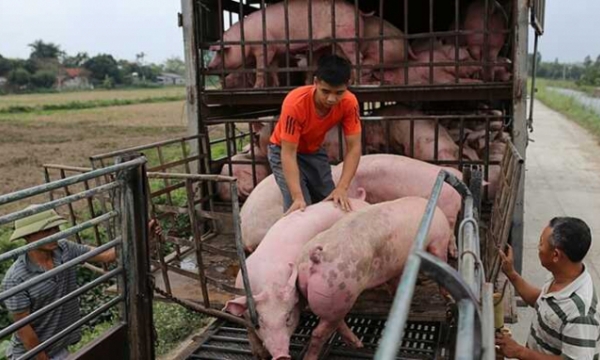 Live pig price today Nov 6: Continuous decrease in the North