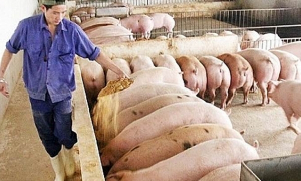 Live pig price today Nov 7: stand still in all three regions