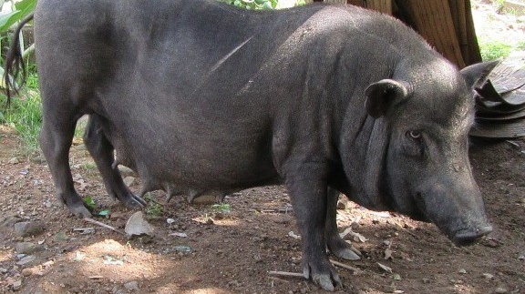 22 Vietnamese local pig breeds - Part 2