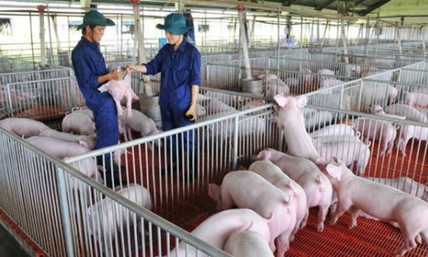 Live pig price on Nov 8: a sharp fall of VND 6,000 per kilogram