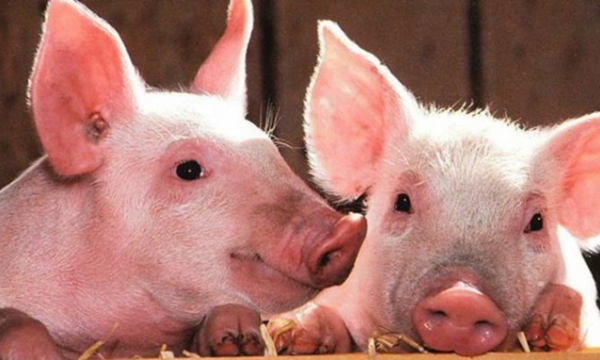 Live pig price on Nov 9: slight increase in all localities