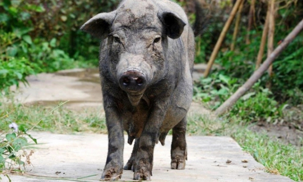 22 Vietnamese local pig breeds - Part 3