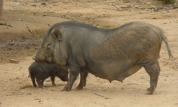 22 Vietnamese local pig breeds - Part 5