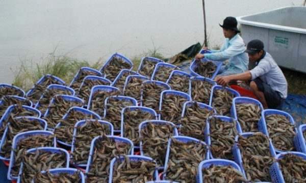 Vietnamese shrimp for the largest share in Canada market