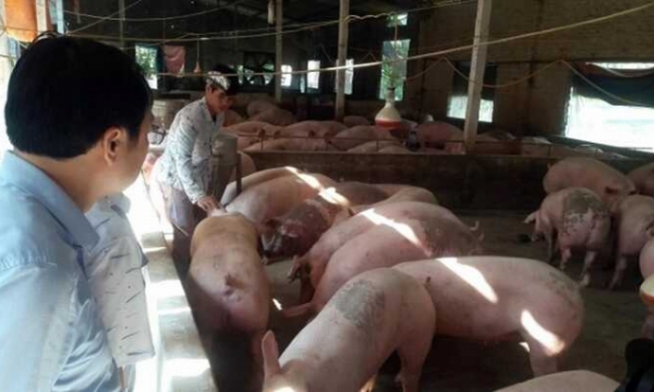 The price of live pig on Nov 11: an overall decrease