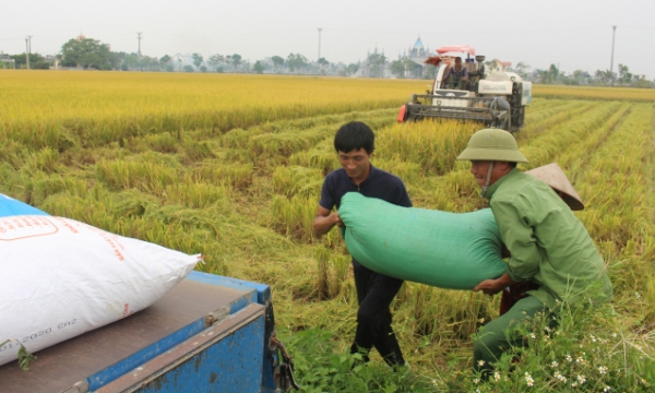 Northern Vietnam enjoys bumper rice harvest