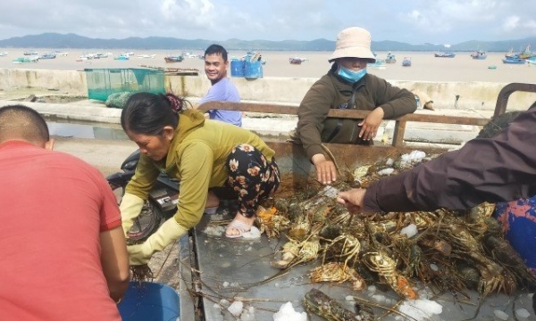 Lobster farmers in Song Cau area suffered heavy losses