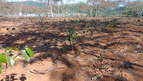 Over 1.1 million hectares of agricultural land in the Central Highlands severely degraded