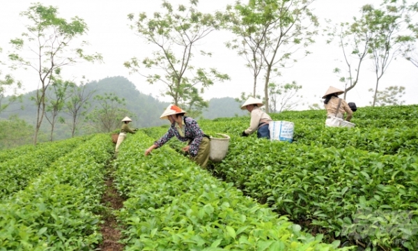 Vietnam’s tea industry is ready to reach out to the world market