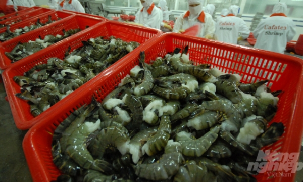 Golden opportunity to boost shrimp industry growth