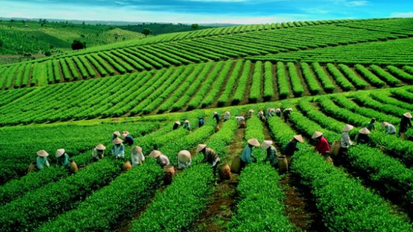 Vietnam's tea exports to India soar