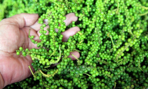 The US remains the largest importer of Vietnamese pepper