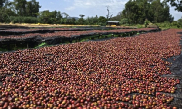 Vietnamese coffee risks losing EU market