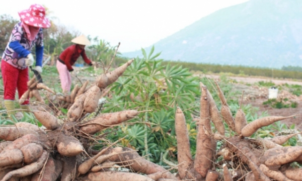 Cassava export surges as China increased purchasing
