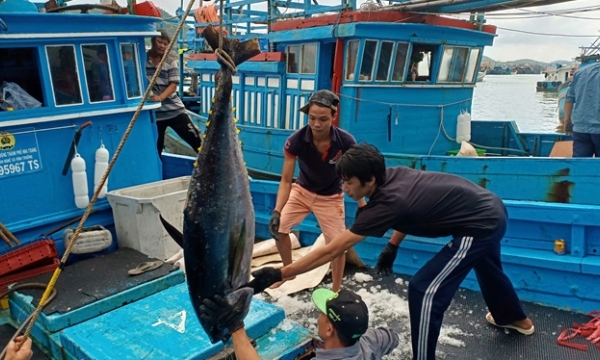 Tuna exports to the EU increased thanks to the EVFTA