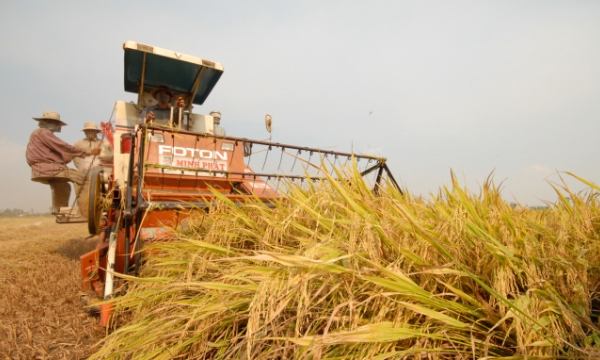 Mekong Delta farmers get bumper crop, early winter-spring rice at good price