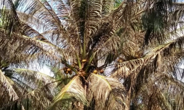 Black-headed caterpillars causing great loss for coconut farmers in Ben Tre
