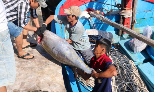 Tuna exports soar