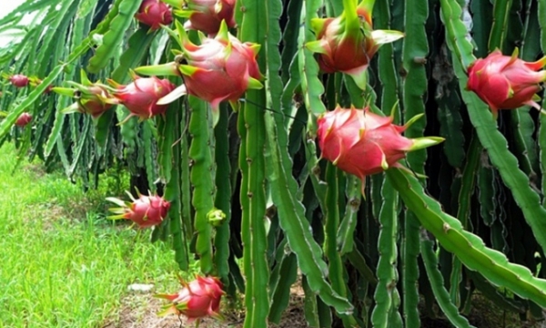 Dragon fruit market projected to reach CAGR 3.9%