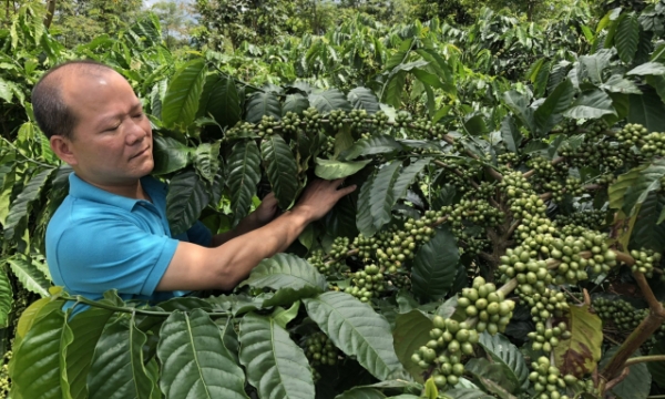 VnSAT improves quality of sustainable coffee production and rejuvenation