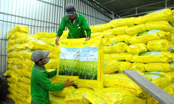 Farmers actively choose good rice seeds for summer – autumn crop