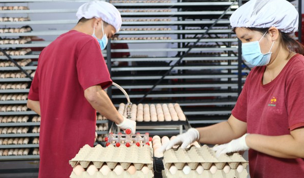 Bel Ga to inaugurate a high-tech poultry incubation factory in Tay Ninh