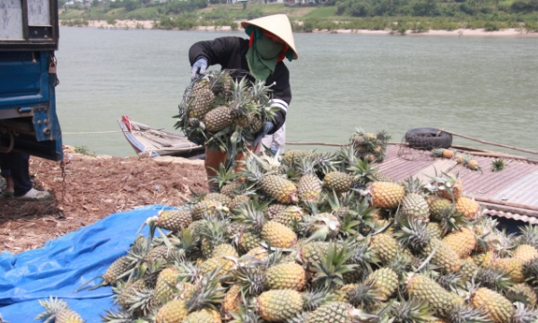 Pineapple cultivation to have a good season and prices, promising profits for farmers