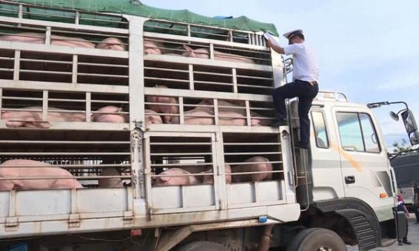 Không có việc doanh nghiệp nhập khẩu lợn giống trà trộn lợn thịt tại Quảng Trị
