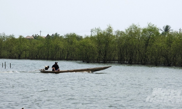 Dừng trồng rừng ngập mặn tại Quảng Lợi do người dân chưa đồng thuận?