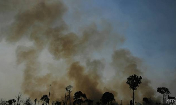 New June record for deforestation of Brazilian Amazon